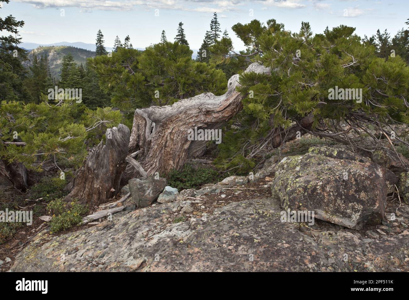California incense cedar (Calocedrus decurrens), California river cedar