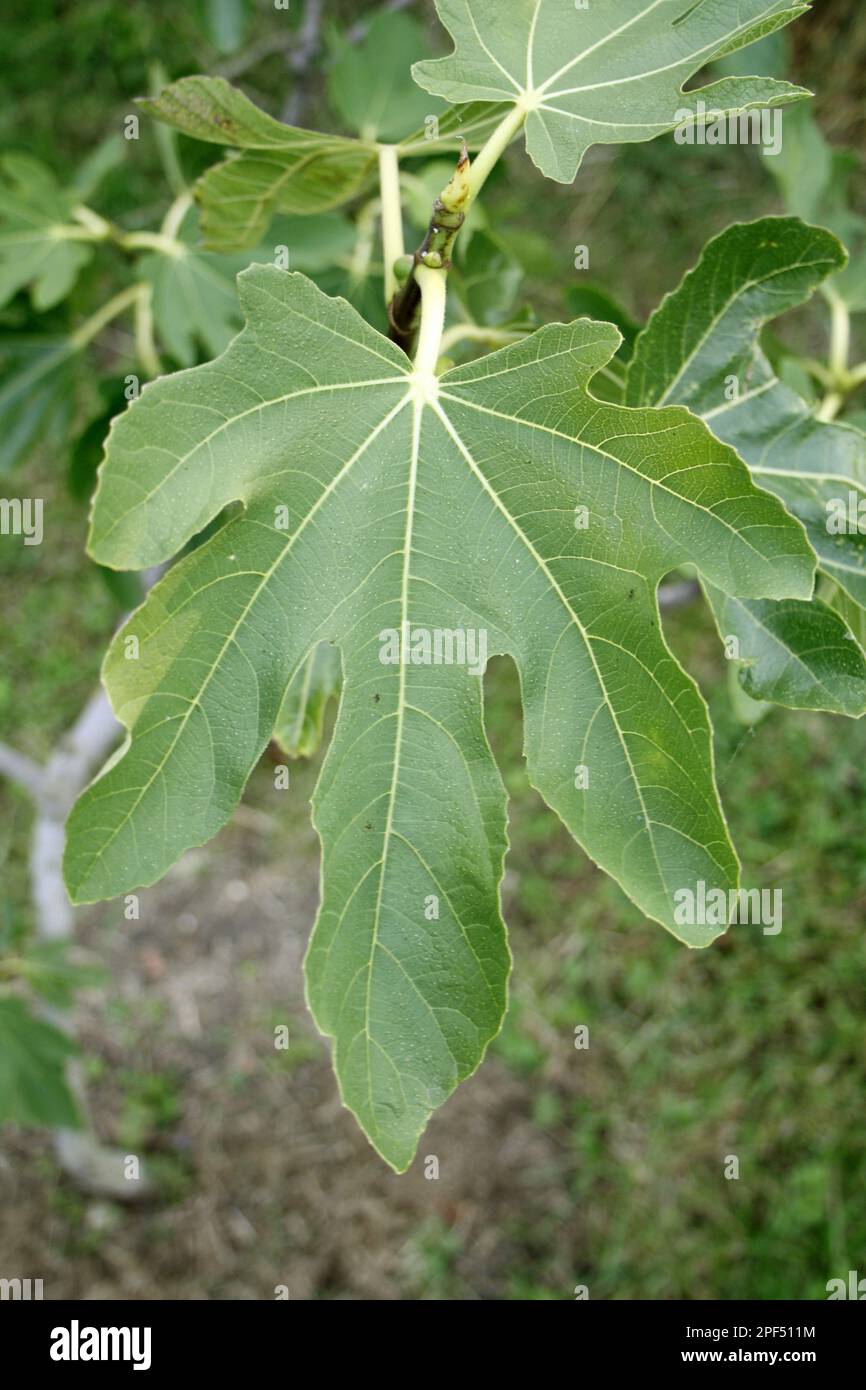 Common Fig (Ficus carica) close-up of leaf, in garden, Suffolk, England, United Kingdom Stock Photo