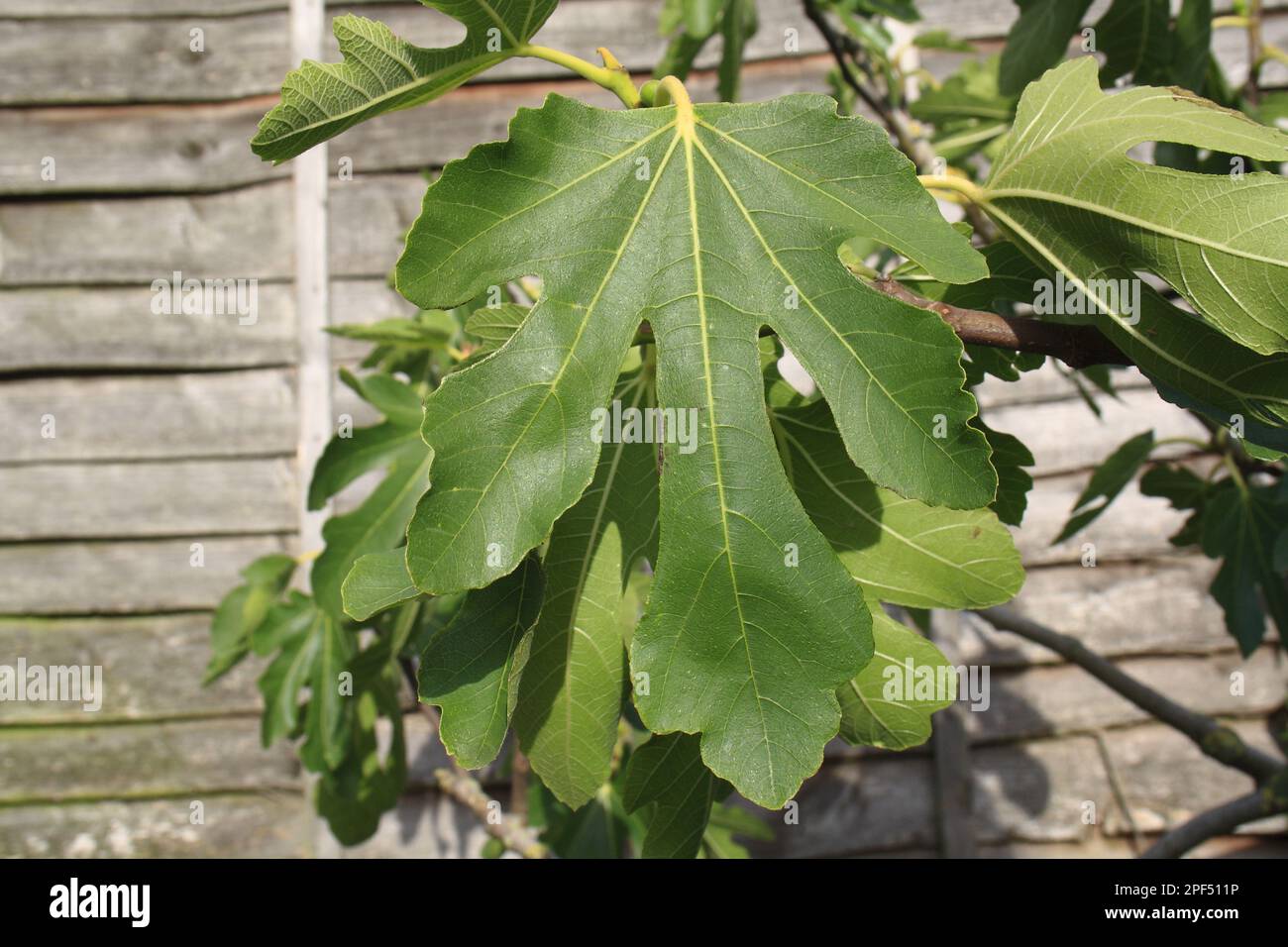 Common Fig (Ficus carica) close-up of leaves, growing beside fence in garden, Suffolk, England, United Kingdom Stock Photo
