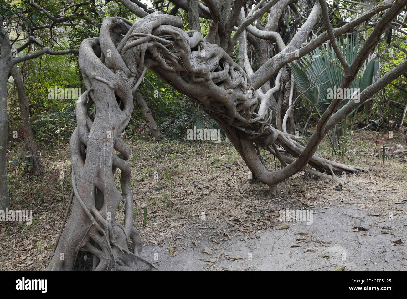 Strangler fig (Ficus sp.), twisted and arching growth of aerial roots, Gambia Stock Photo
