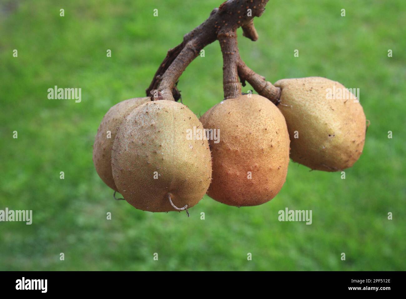 Red Horse Chestnut (Aesculus x carnea) close-up of fruit, in garden, Suffolk, England, United Kingdom Stock Photo