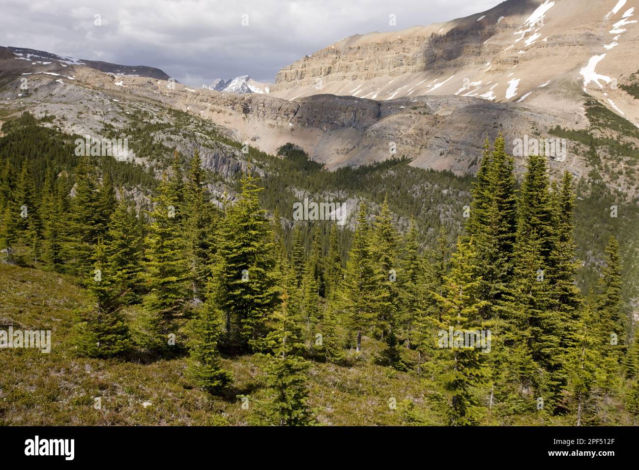 Subalpine subalpine fir (Abies lasiocarpa) and white spruce (Picea engelmannii) mixed forest habitat, near Helen Lake, Banff N. P. Rocky Mountains Stock Photo