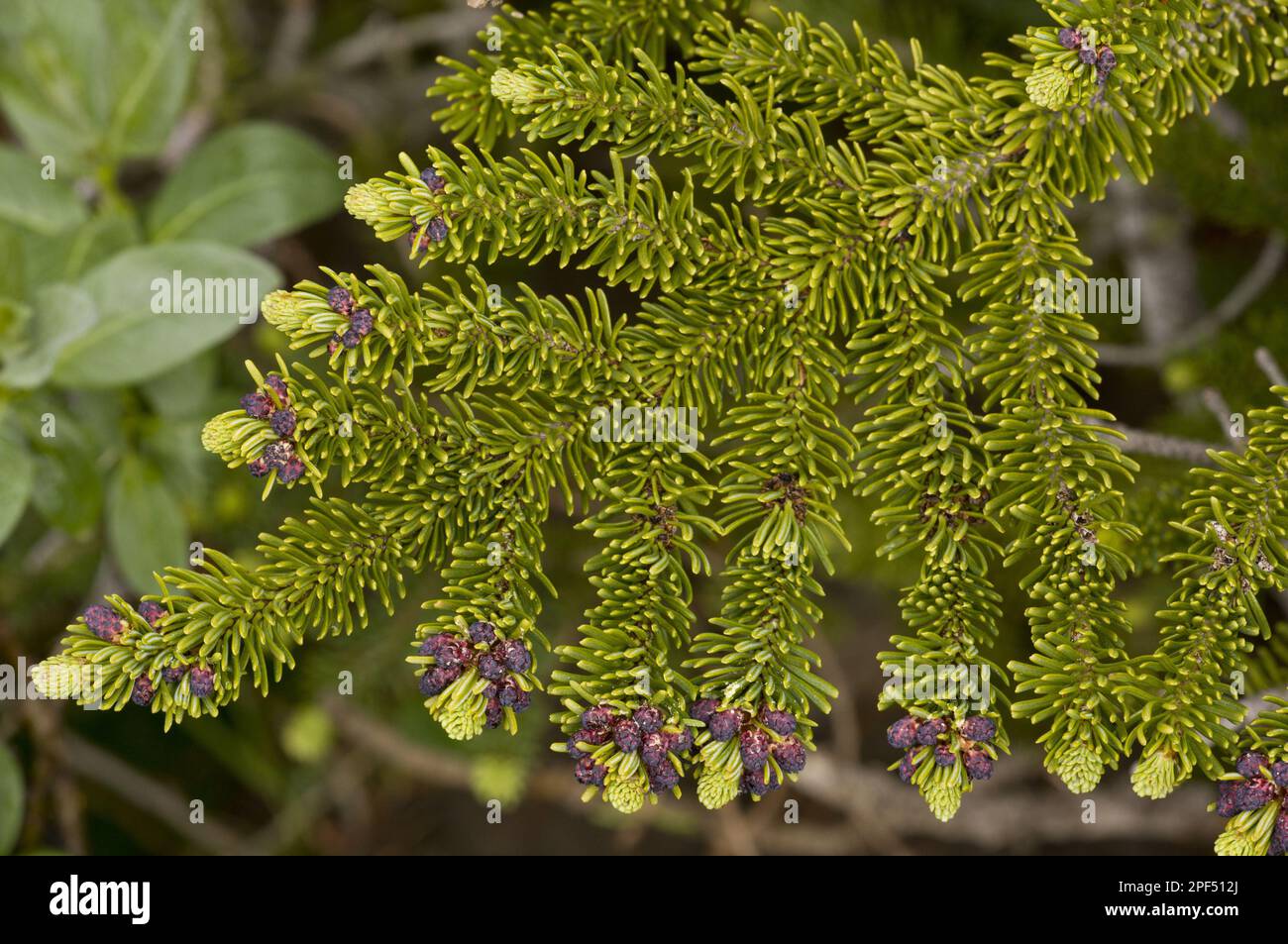 Subalpine abies lasiocarpa (Abies lasiocarpa var. bifolia) close-up of young foliage, Banff N. P. Rocky Mountains, Alberta, Canada Stock Photo