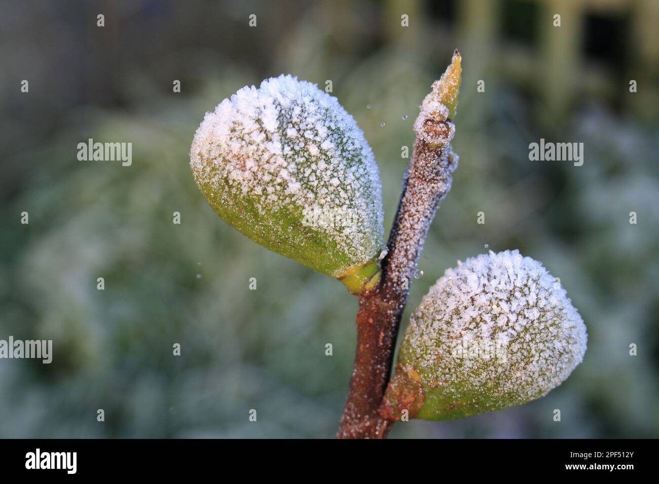 Common Fig (Ficus carica) close-up of frost covered fruit, in garden at dawn, Suffolk, England, United Kingdom Stock Photo