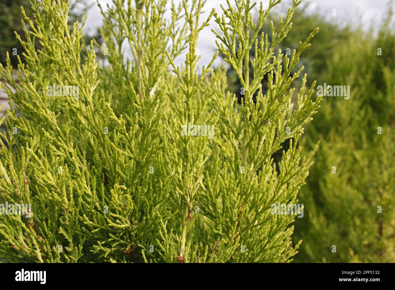 Monterey Cypress (Cupressus macrocarpa) 'Goldcrest', close-up of leaves, in garden, Suffolk, England, United Kingdom Stock Photo