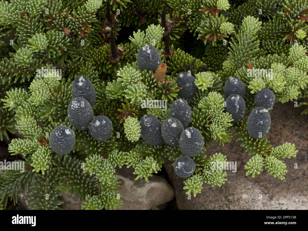 Balsam fir (Abies balsamea) Dwarf form, with female cones, growing on gravel beach, Newfoundland, Canada Stock Photo