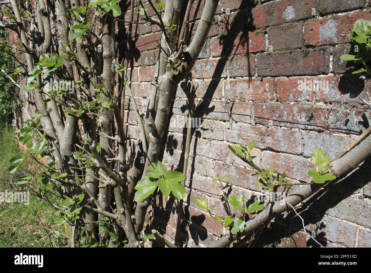 Common Fig (Ficus carica) growing against brick wall of walled garden, Thornham Estate, Thornham Magna, Suffolk, England, United Kingdom Stock Photo