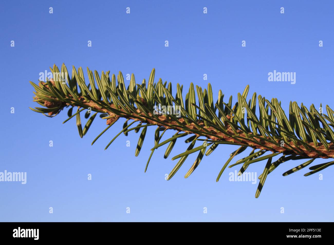 Nordmann Fir (Abies nordmanniana) close-up of needles, commerically grown christmas tree, Suffolk, England, United Kingdom Stock Photo
