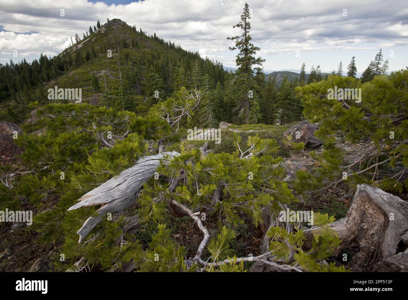 California incense cedar (Calocedrus decurrens), California river cedar ...