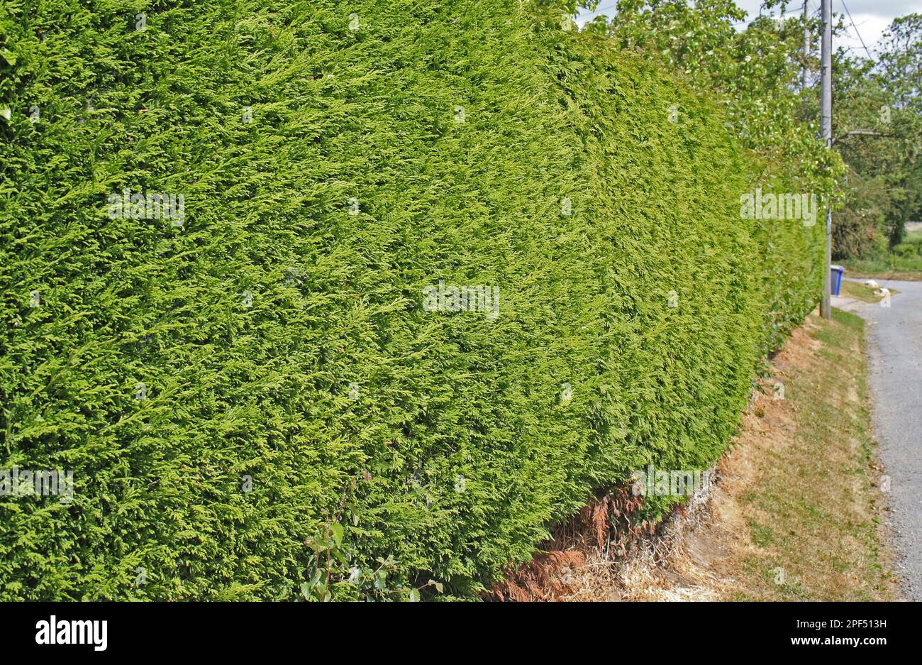 Leyland Cypress (Cupressus x leylandii) clipped garden hedge beside road, Thelnetham, Suffolk, England, United Kingdom Stock Photo