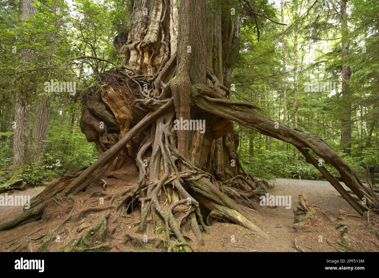 Western red cedar (Thuja plicata), cypress family, Western Red Cedar 'Big Cedar', trunk, Olympic N. P. Washington State (U.) S. A Stock Photo