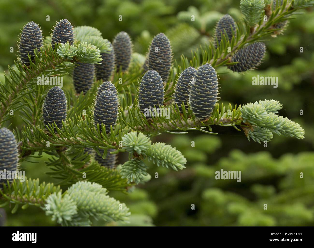 Balsam fir (Abies balsamea) Close-up of female cones, Newfoundland, Canada Stock Photo