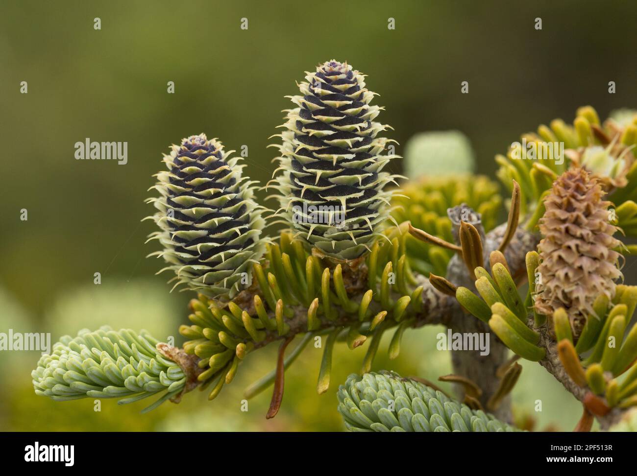 Balsam fir (Abies balsamea) Close-up of female cones, Newfoundland, Canada Stock Photo