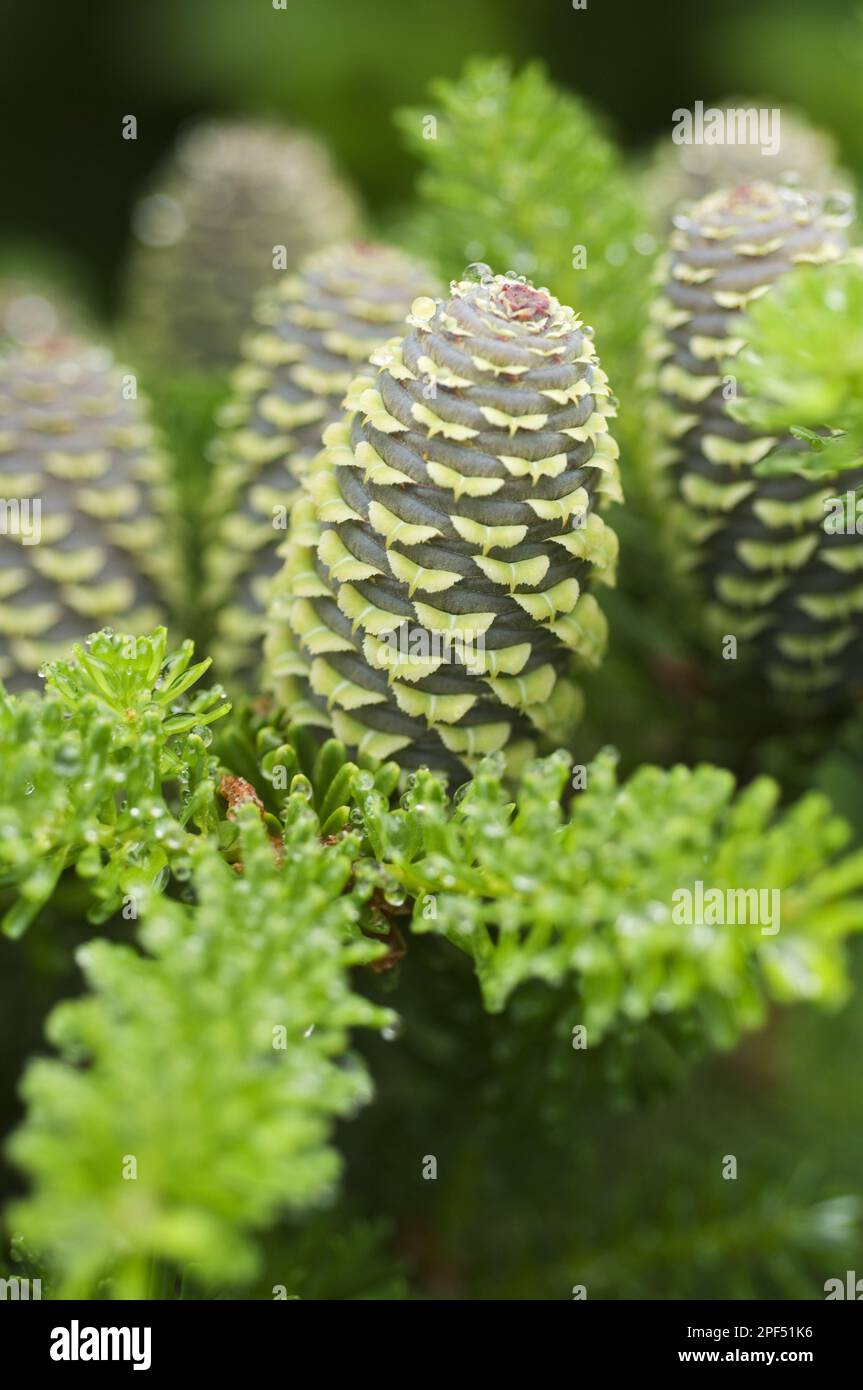 Korean korean fir (Abies koreana) Close-up of the cone Stock Photo