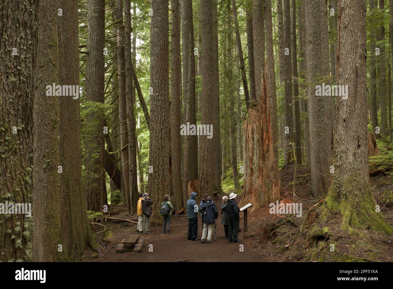 Western western hemlock-spruce (Tsuga heterophylla) and western red cedar (Thuja plicata) jungle habitat with tourist group, Mount Rainier Stock Photo