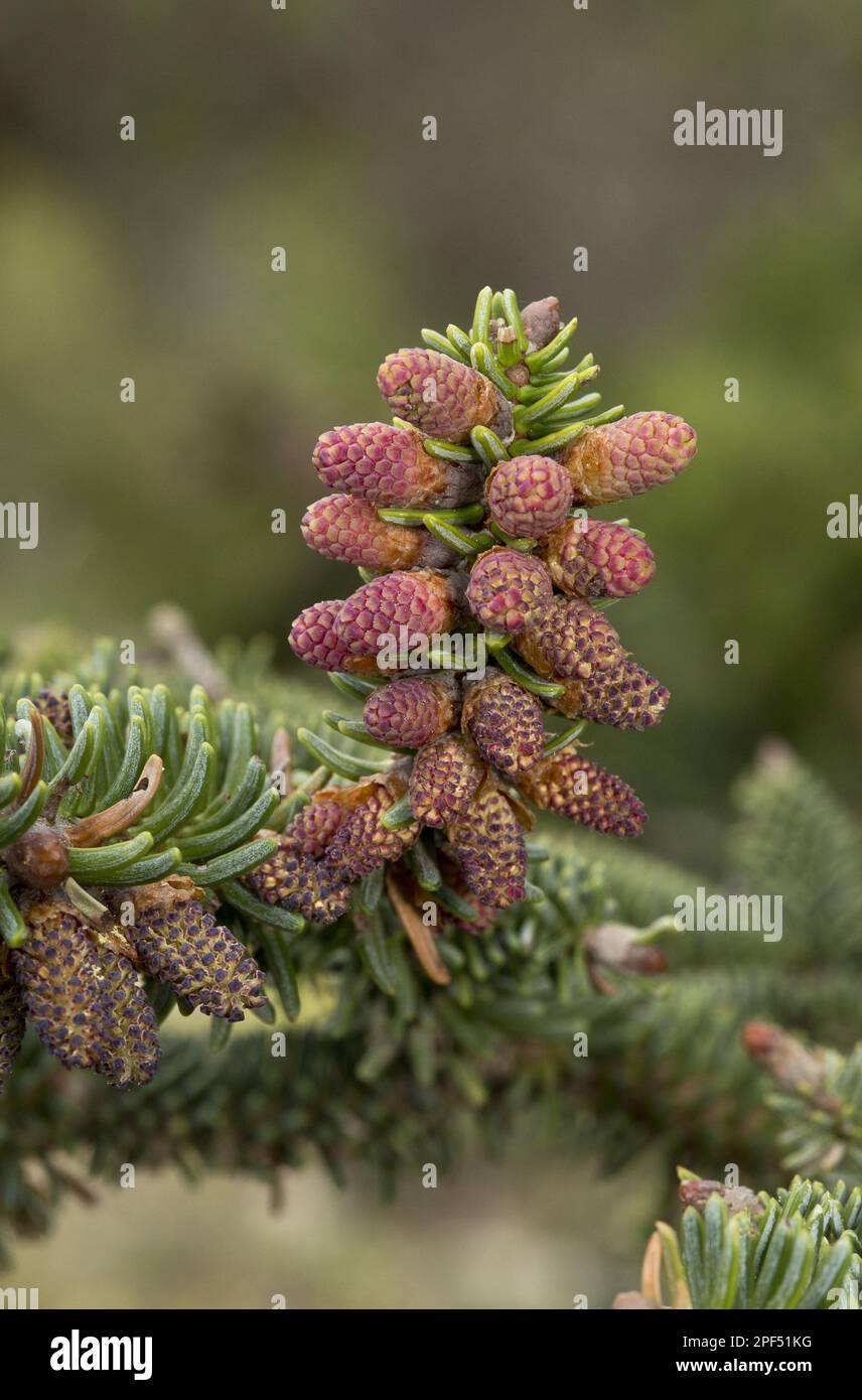 Spanish fir (Abies pinsapo) close-up of male cones, Sierra de las Nieves, Malaga province, Andalucia, Spain Stock Photo