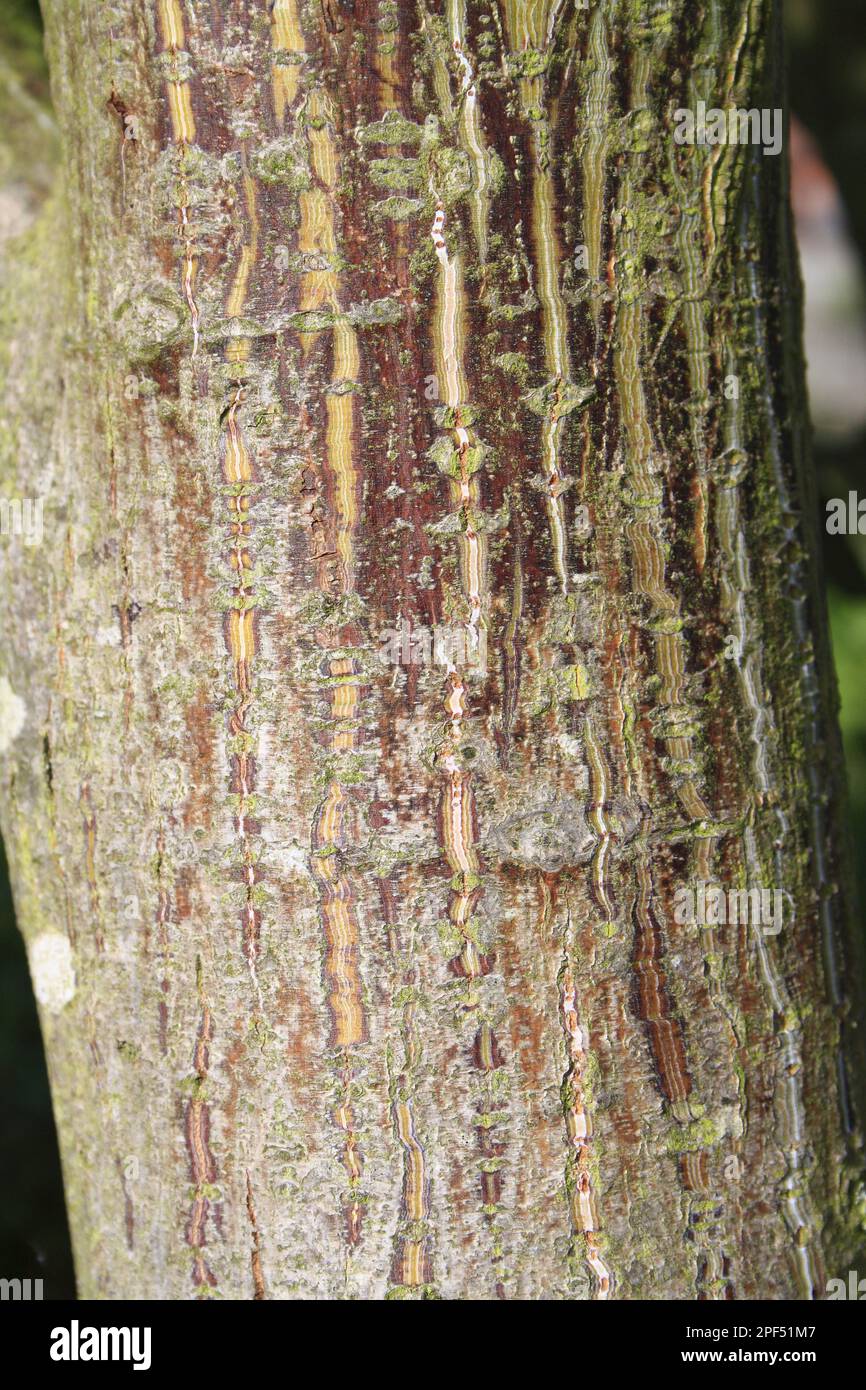 Pere David's pere david's maple (Acer davidii) close-up of the trunk, in the garden, Suffolk, England, United Kingdom Stock Photo