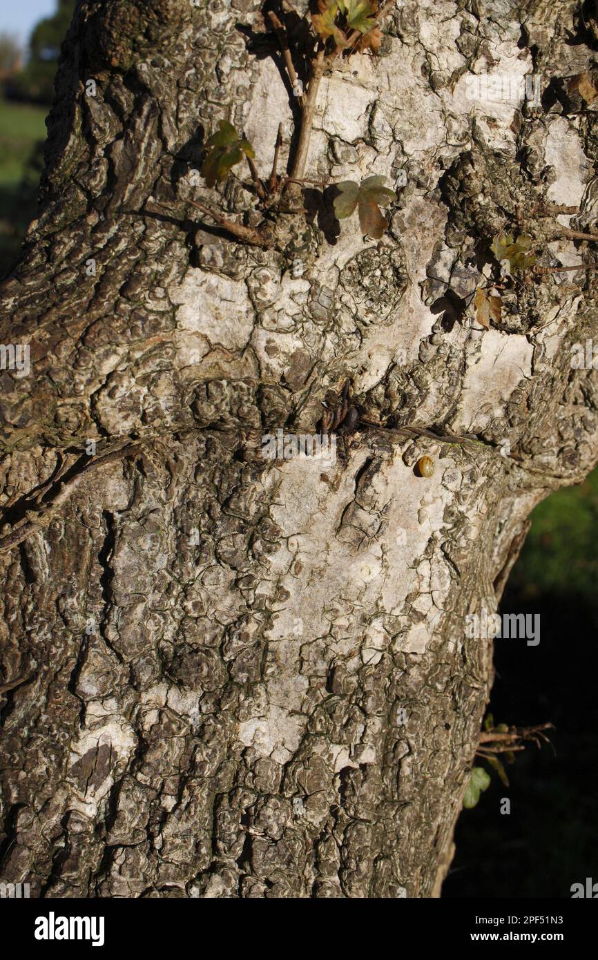 Field maple (Acer campestre) Close-up of bark, Thornham Magna, Suffolk, England, United Kingdom Stock Photo