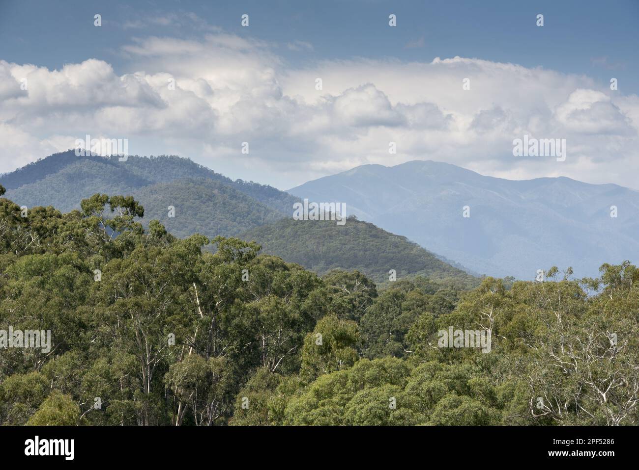 Forest habitat of gum tree bark (Eucalyptus delegatensis), alpine N. P. Great Dividing Range, Victoria, Australia Stock Photo