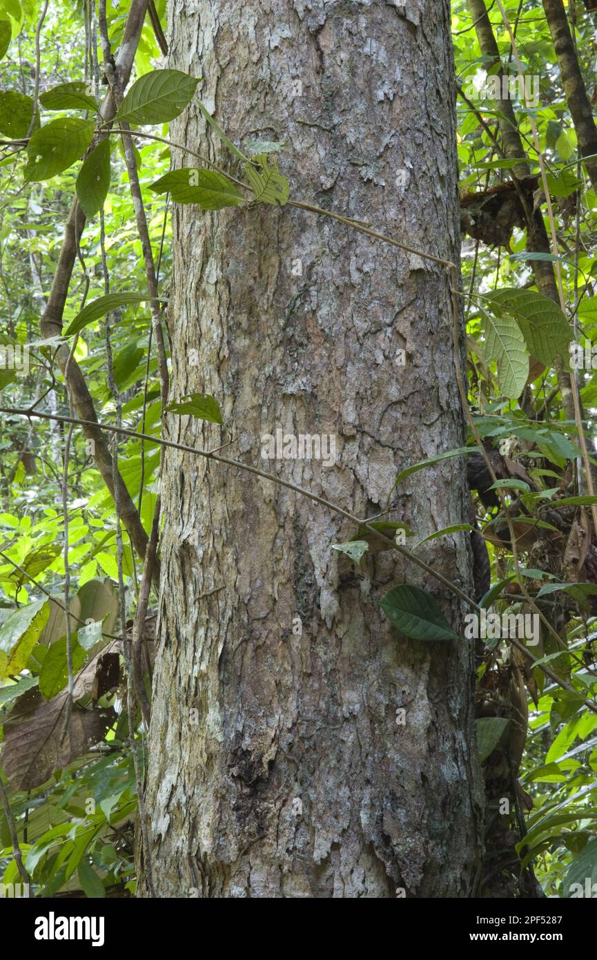 Greenheart (Chlorocardium rodiei) close-up of trunk, amongst rainforest vegetation, Iwokrama Rainforest, Guiana Shield, Guyana Stock Photo