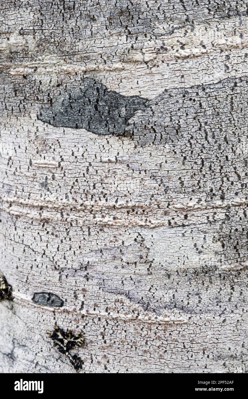 Coigue de guindo (Nothofagus betuloides) close-up of bark, Cordillera Darwin, Isla Grande de Tierra del Fuego, Southern Patagonia, Tierra del Fuego Stock Photo
