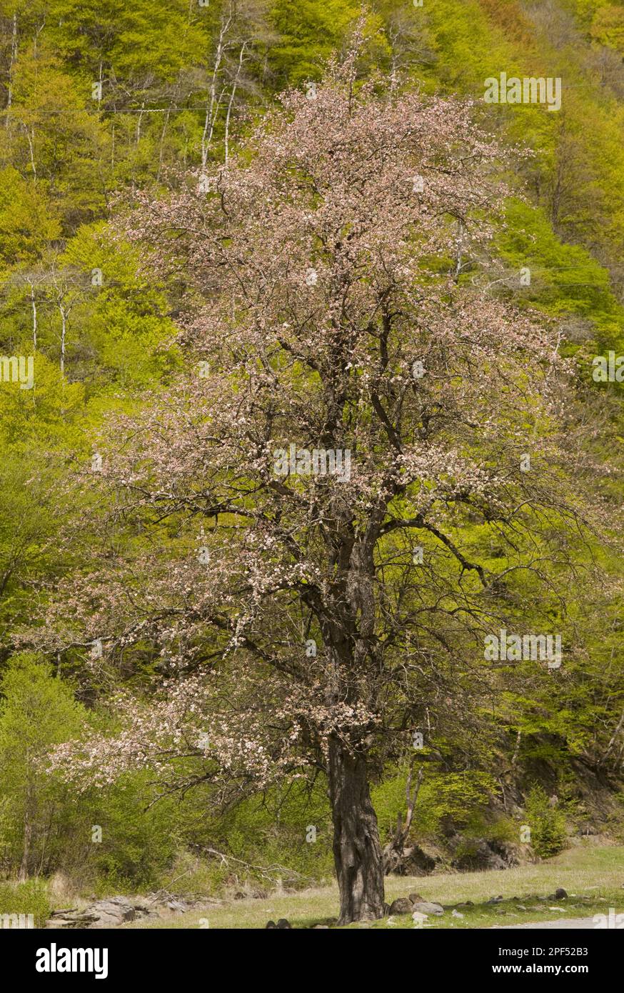 Habitus oriental caucasus apple (Malus orientalis), flowering in situ, Greater Caucasus, Georgia, spring Stock Photo