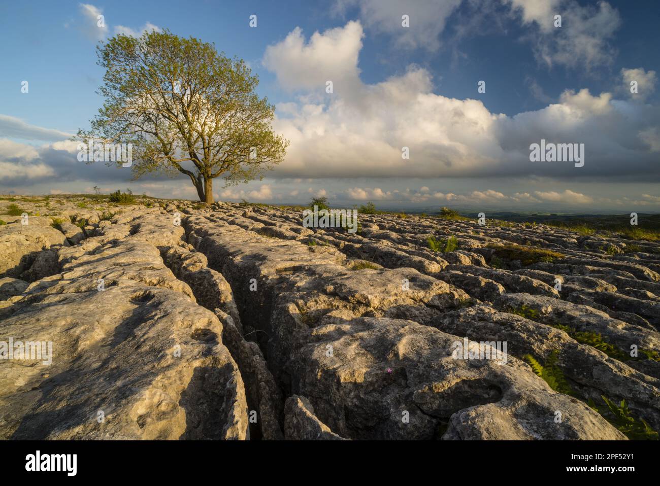 Ash, Common Ash, european ash (Fraxinus excelsior), Olive family, View of limestone pavement with Common Ash at sunset, Malham Lings, Malham Stock Photo