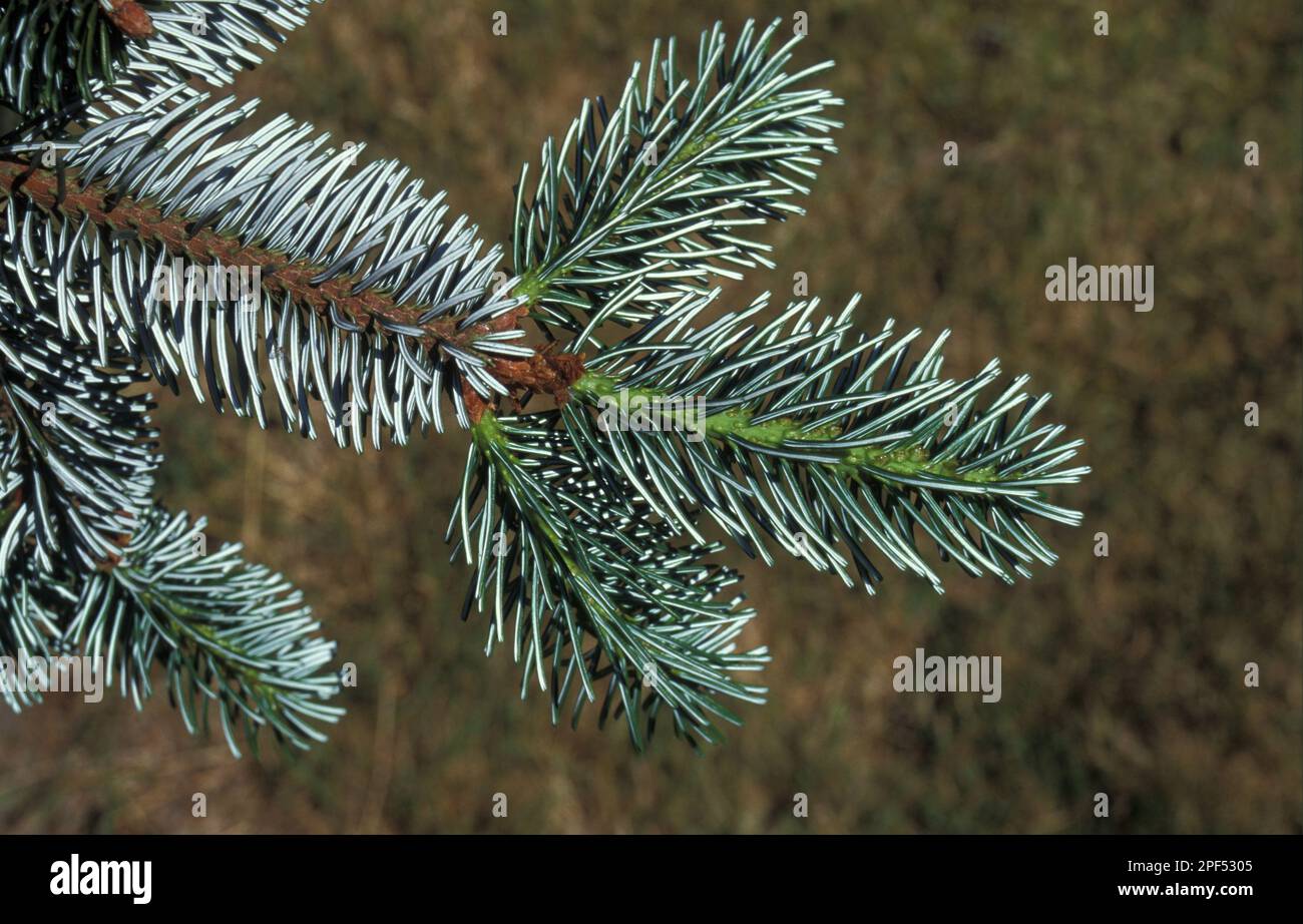 Delavay's delavay's silver-fir (Abies delavayi) leaf/lower Stock Photo