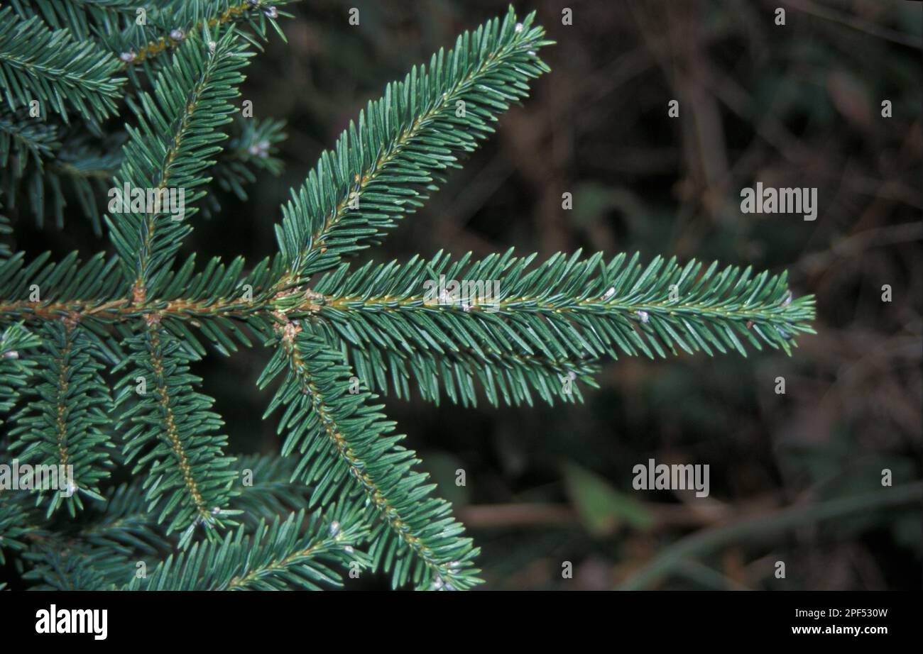 Vejartanne (Abies), pine family vejarii Upper Stock Photo - Alamy