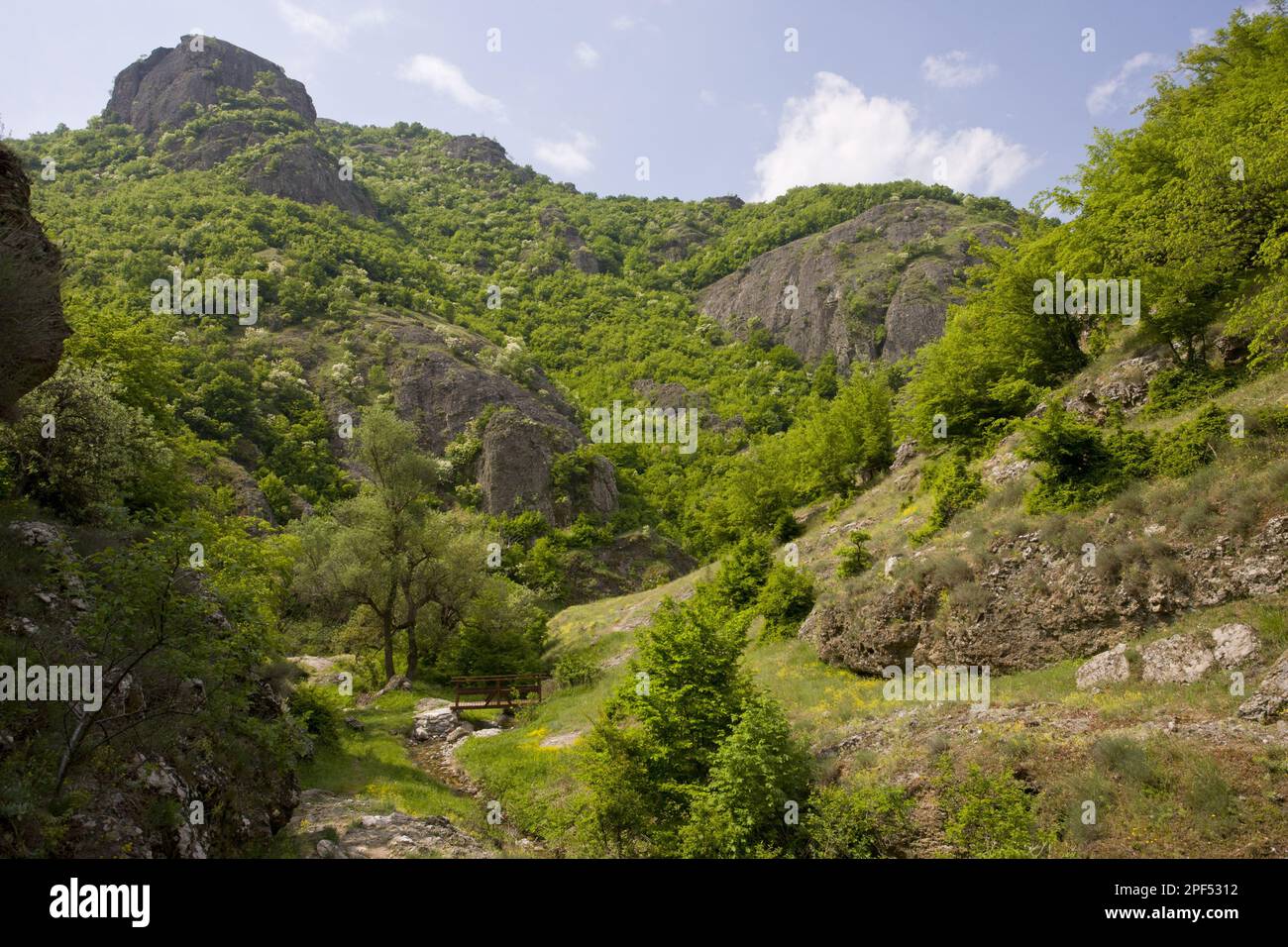 View of a botanically rich protected area with Oriental oriental hornbeam (Carpinus orientalis) and manna ash (Fraxinus ornus) growing on volcanic Stock Photo