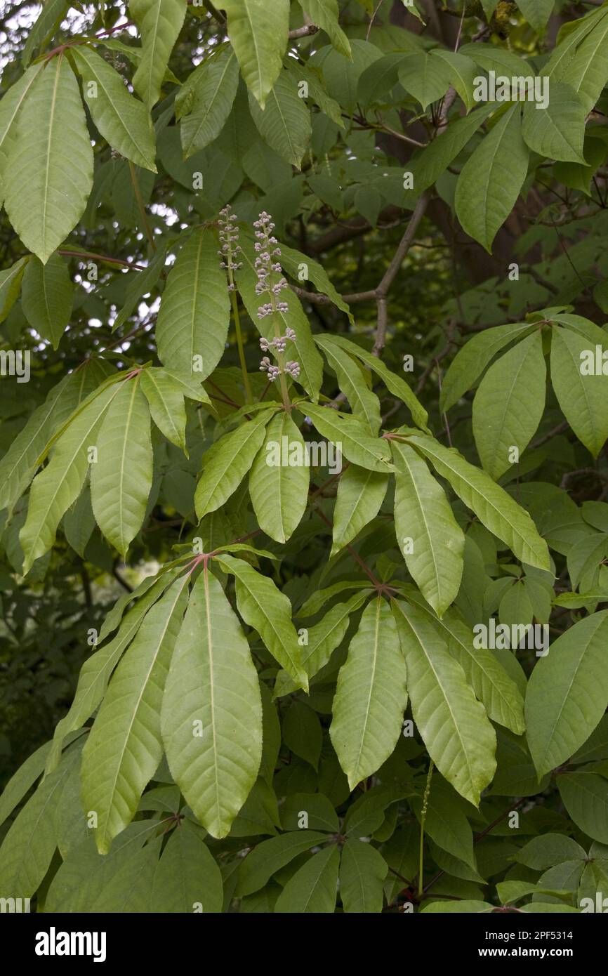 Indian horse chestnut, Horse chestnut family, Flowering buds of the