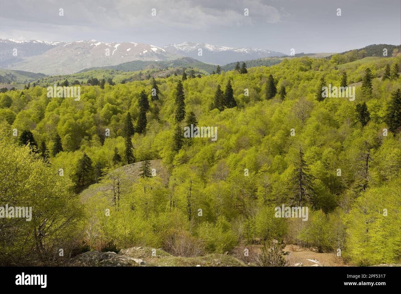 View over greek fir (Abies cephalonica) and beech forest habitat, looking north from Katara Pass, Central Pindos Mountains, Northern Greece, Spring Stock Photo