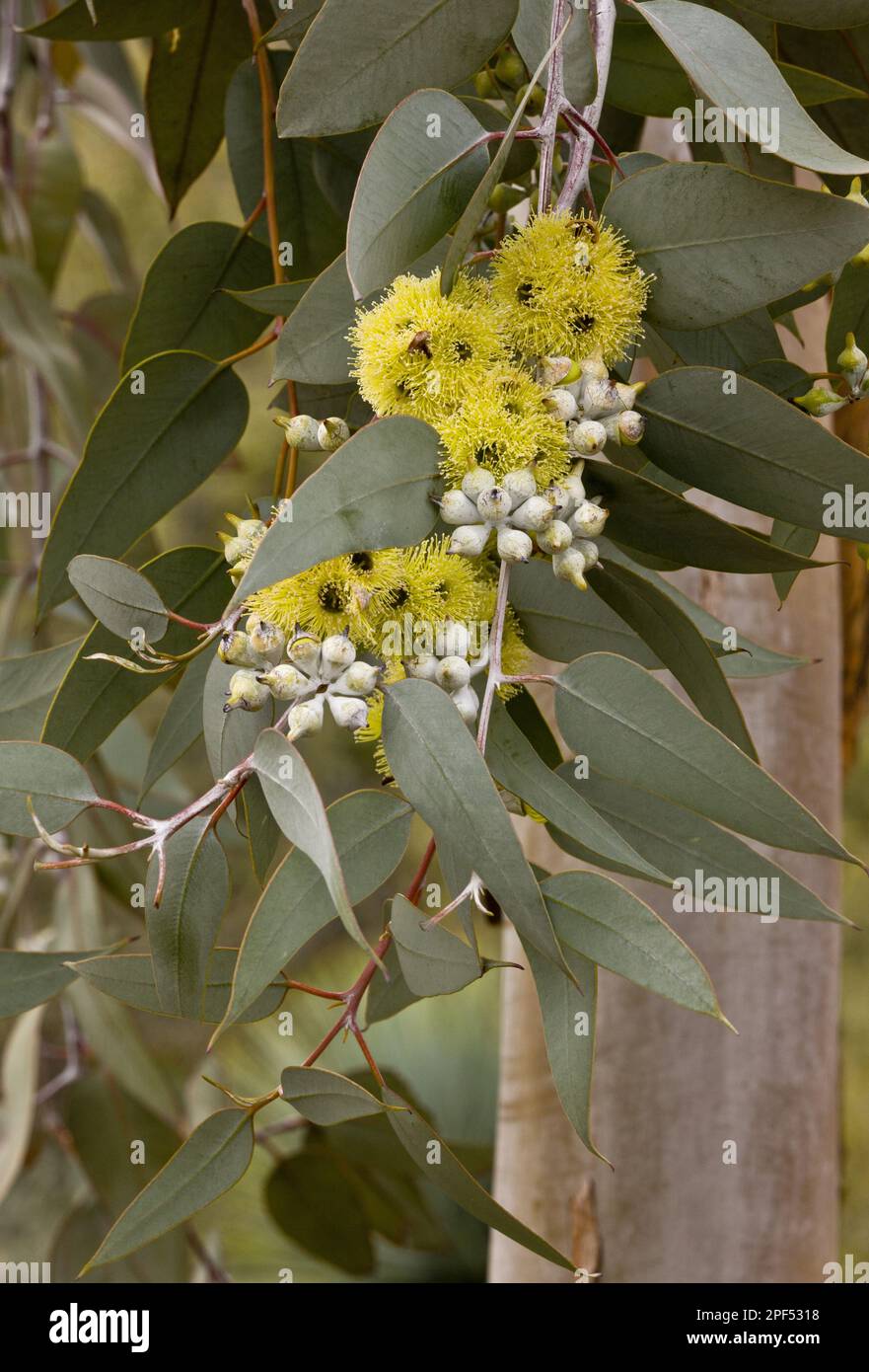Lemon flowering mallee (Eucalyptus woodwardii) introduced species, close-up of flowers and leaves, utricularia ochroleuca (U.) (U.) S. A Stock Photo