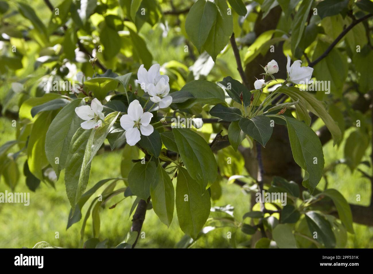 Cherry apple, berry apple, rose family, flower of Malus baccata Stock Photo