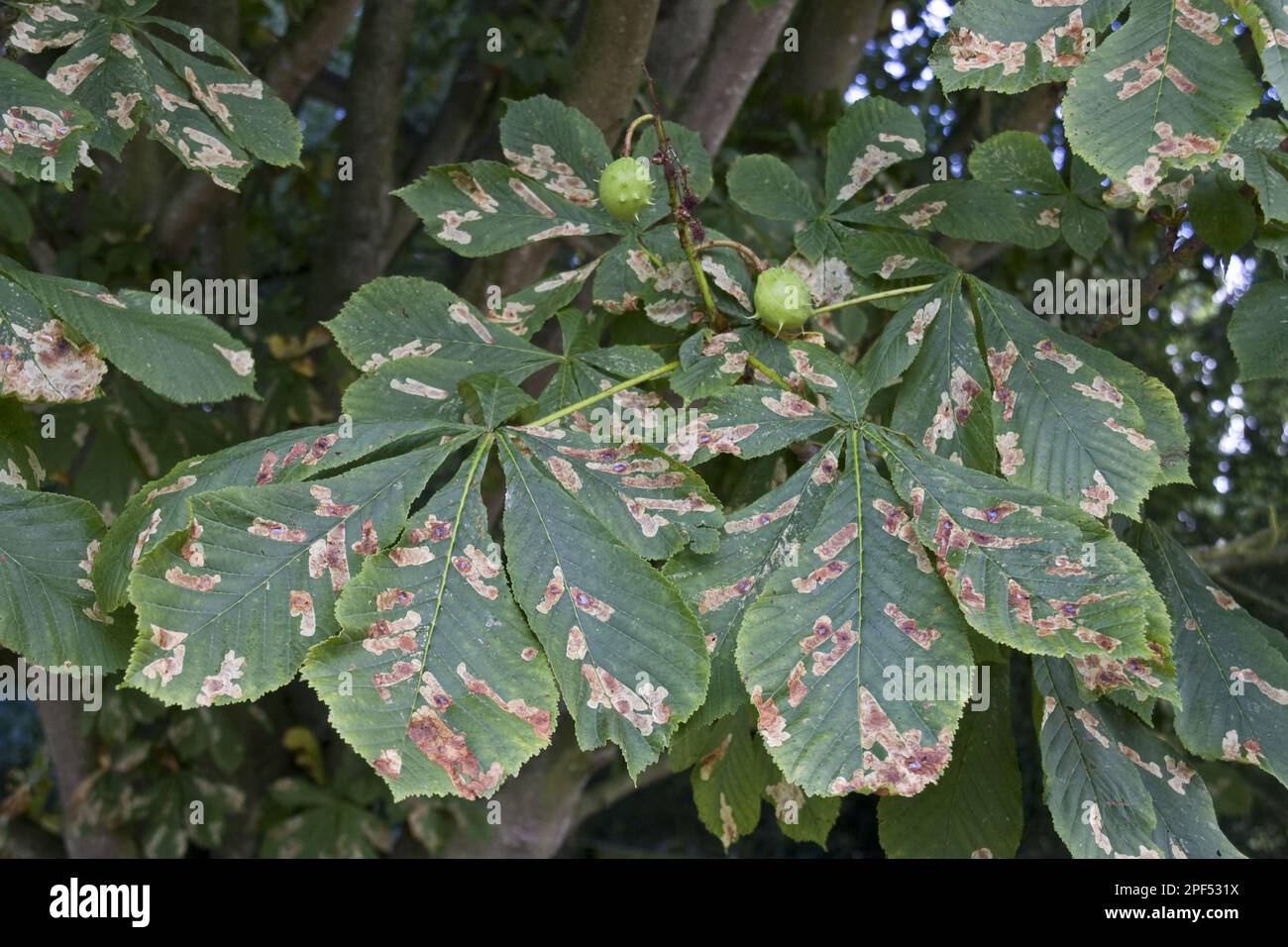 The premature leaf loss is a result of horse chestnuts being infested