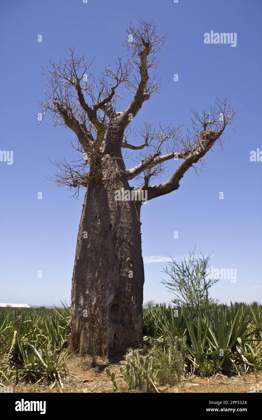 Baobab (Adansonia) tree standing alone in Sisal (Agave sisalana) plantation, Madagascar Stock Photo