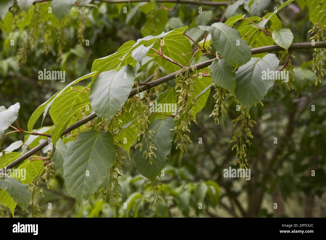 Fruits of (Acer) davidii Stock Photo