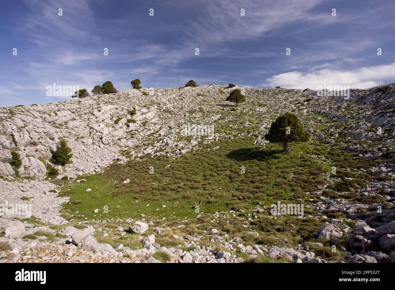 View of karstic limestone habitat, with trees of Greek greek fir (Abies cephalonica), at about 1700m, Mount Parnassus N. P. Greece Stock Photo