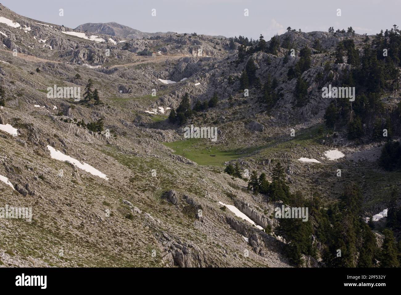 View of a karst limestone landscape with trees of the Greek greek fir (Abies cephalonica), at 1700m, Mount Parnassus, Mount Parnassus N. P. Greece Stock Photo