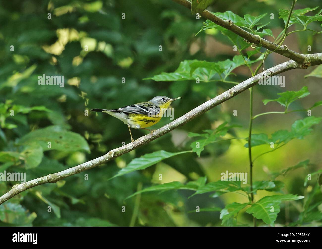 Dendroica magnolia, magnolia warbler (Setophaga magnolia), songbirds