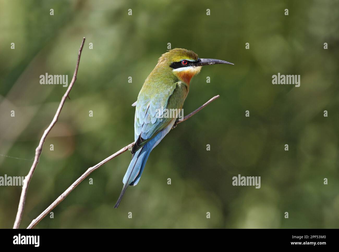 Blue-tailed bee-eater (Merops philippinus), Blue-tailed Bee-eater, Bee-eaters, Animals, Birds, Blue-tailed Bee-eater adult, perched on twig, Yala N. Stock Photo