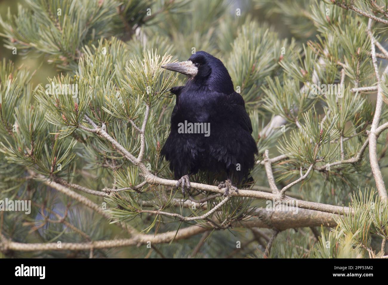 Scots Crows Crow in a pine tree hi-res stock photography and images - Alamy