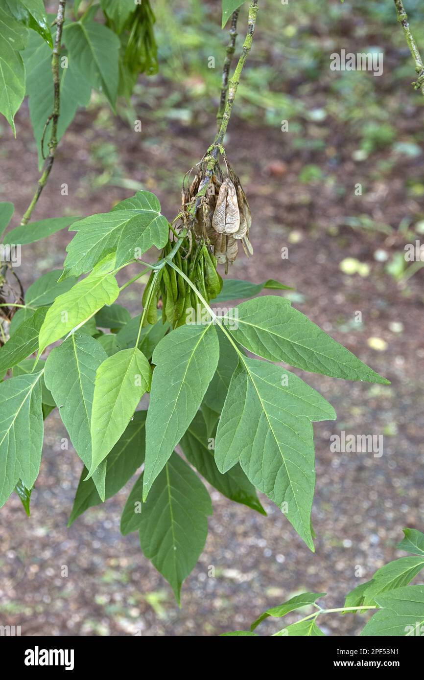 Box Elder (Acer negundo) leaf and fruit. Stock Photo