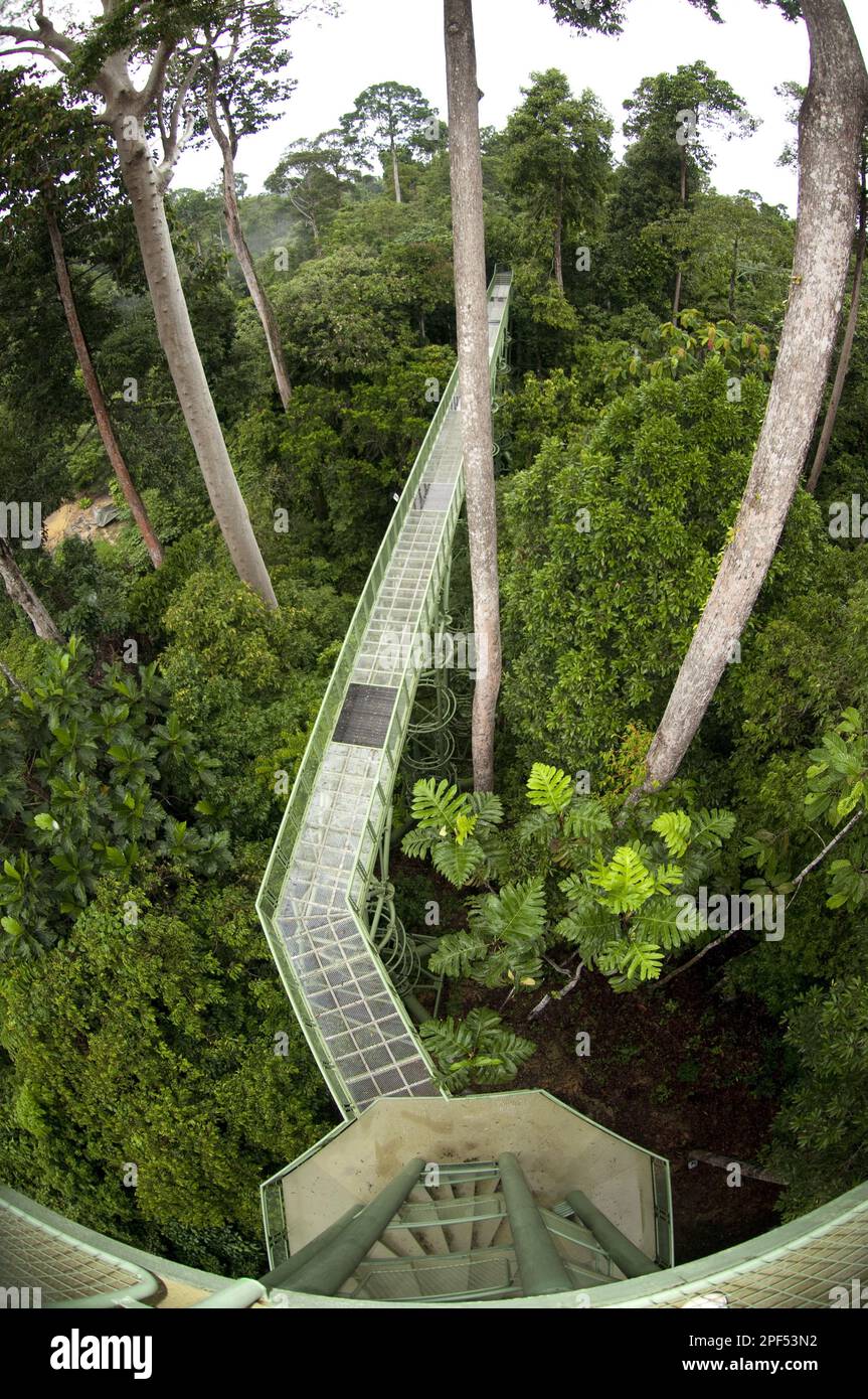 Canopy walkway through trees, Rainforest Discovery Centre, Sepilok N. P. Sabah, Borneo, Malaysia Stock Photo