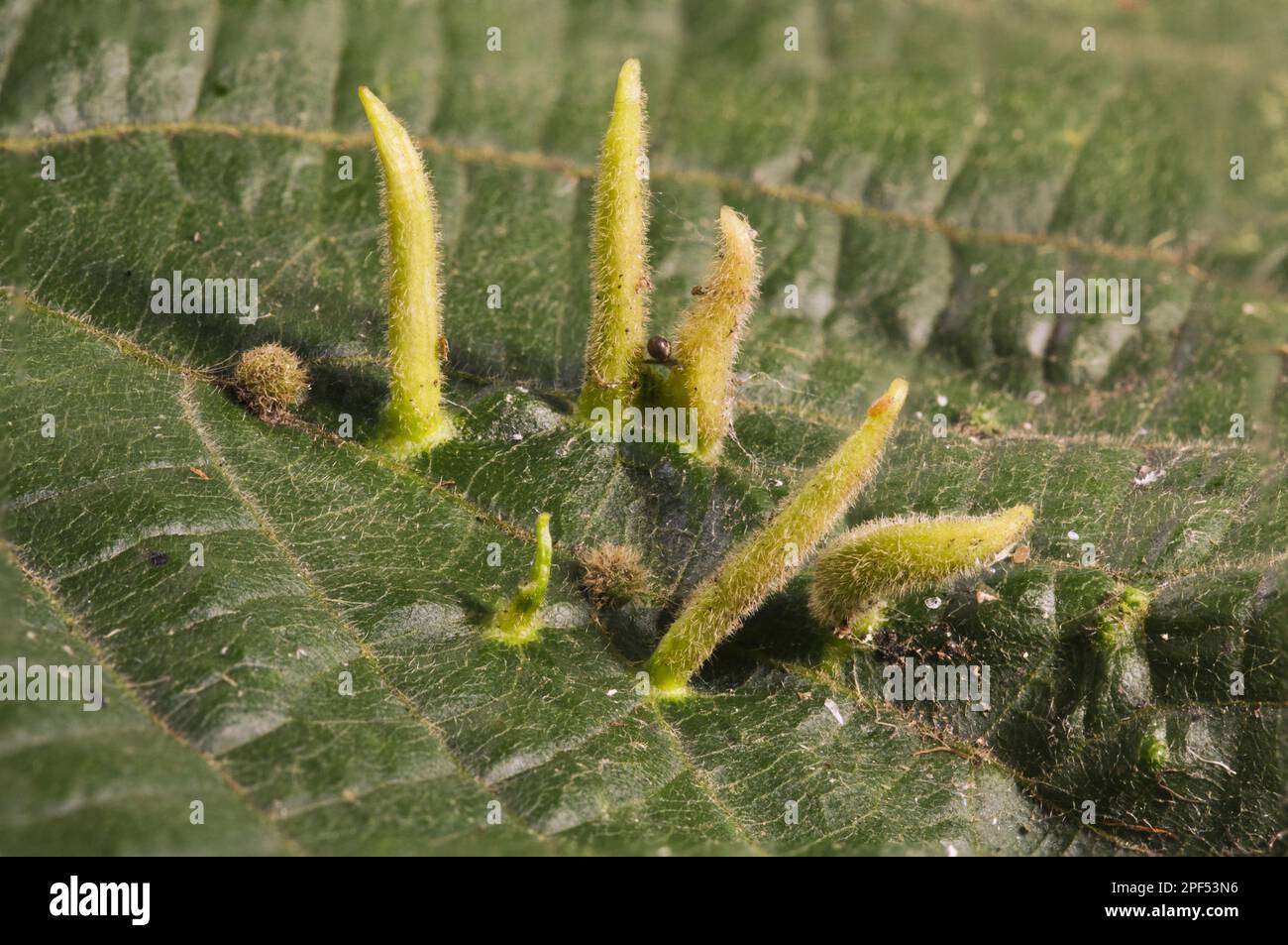 Lime Nail-gall Mite (Eriophyes tiliae) galls, growing from surface of Lime (Tilia sp.) leaf, Clumber Park, Nottinghamshire, England, United Kingdom Stock Photo