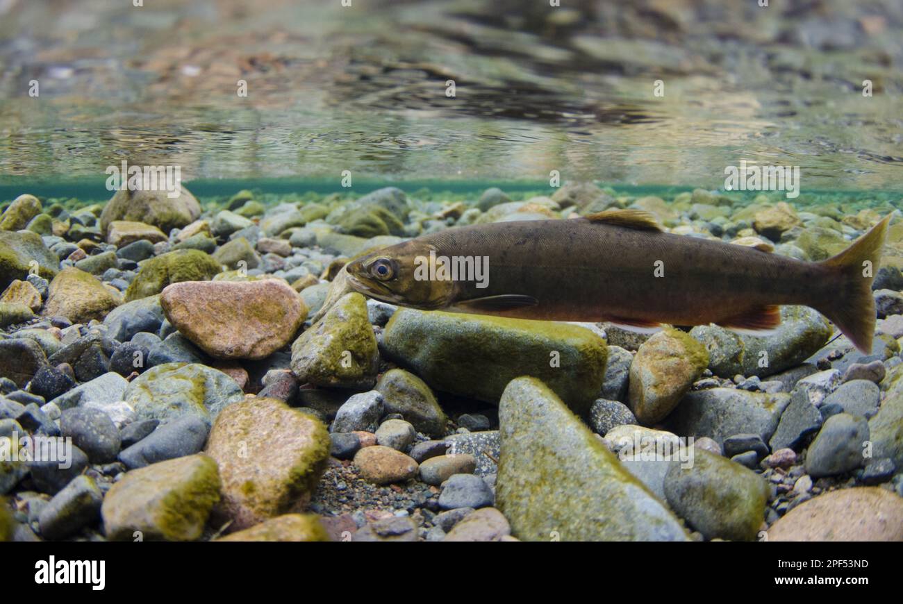 Arctic char (Salvelinus alpinus) adult female, swimming underwater in a  river flowing into a glacial lake during spawning migration, River Liza  Stock Photo - Alamy