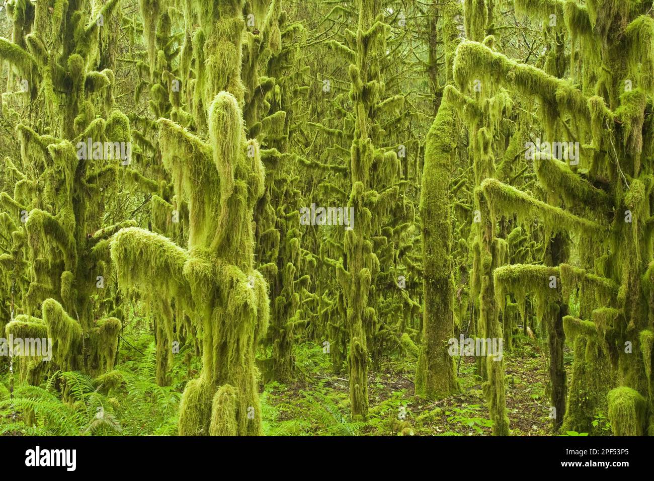 Moss-covered trees in old-growth temperate rainforest habitat, Tillamook, utricularia ochroleuca (U.) (U.) S. A Stock Photo