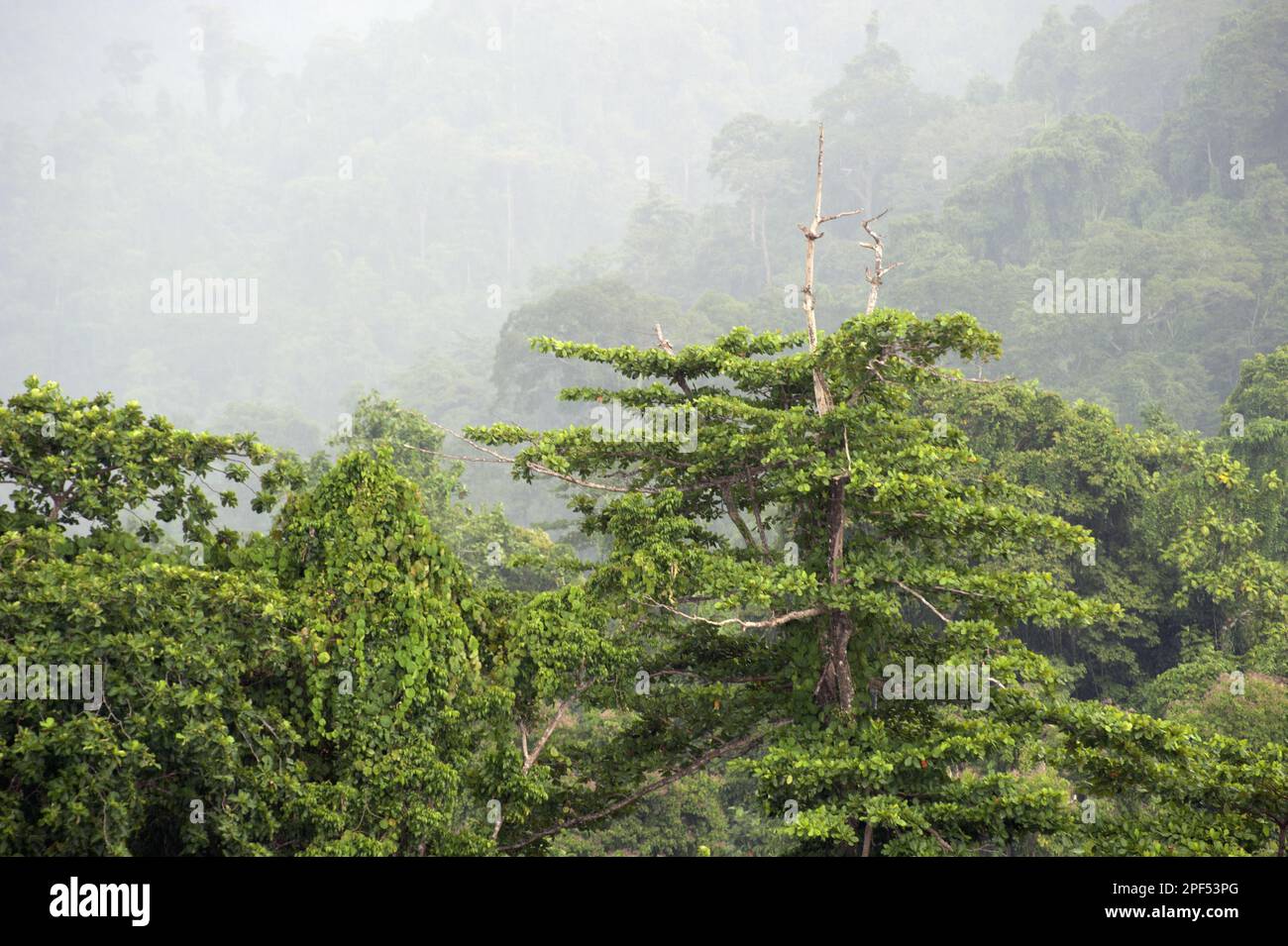 Rainforest with low cloud, Raja Ampat Islands (Four Kings), West Papua, New Guinea, Indonesia Stock Photo
