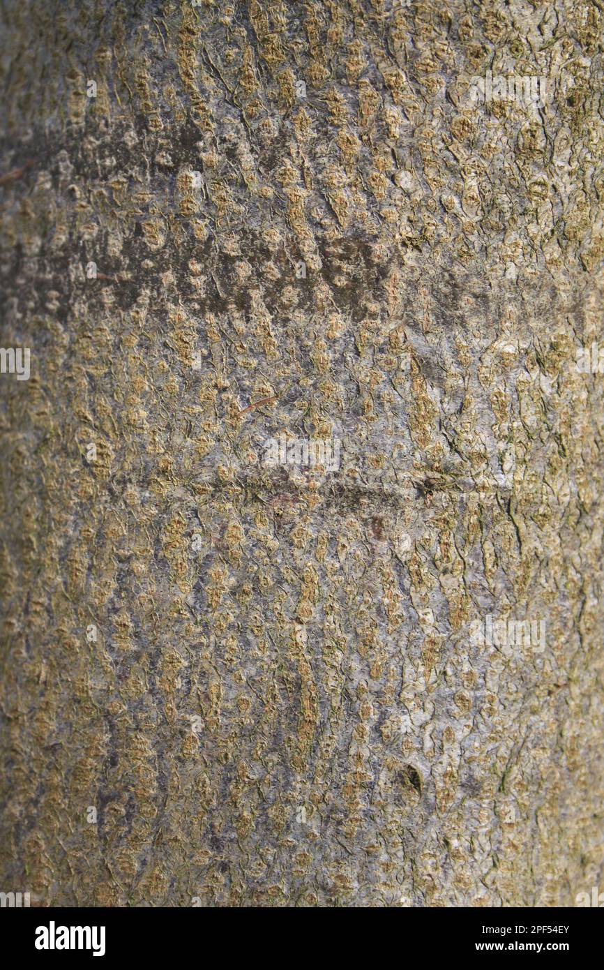 Small-leaved Lime (Tilia cordata) close-up of bark, growing in woodland, Vicarage Plantation, Mendlesham, Suffolk, England, United Kingdom Stock Photo