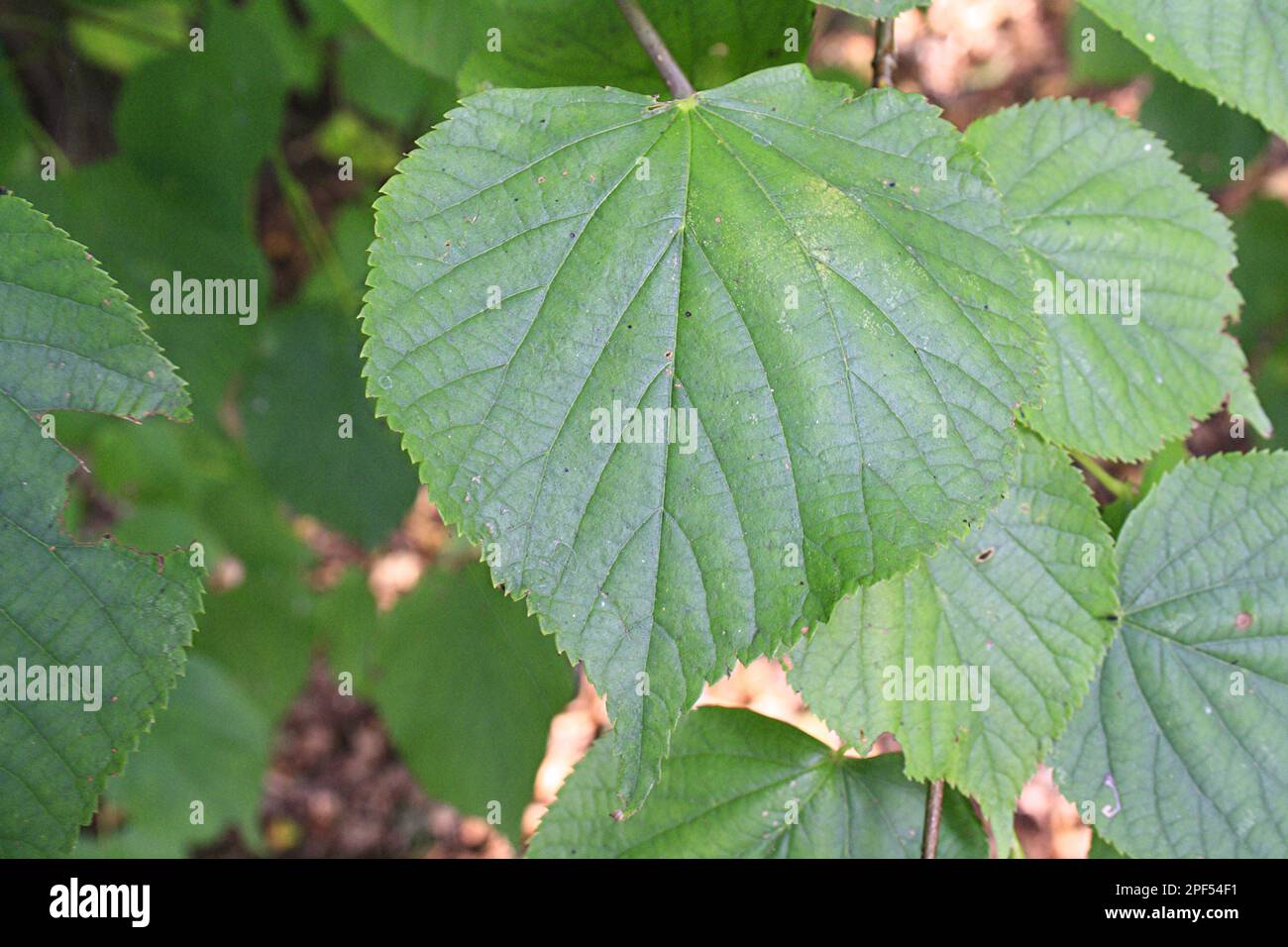 Common Lime (Tilia x europaea) close-up of leaves, growing in woodland, Vicarage Plantation, Mendlesham, Suffolk, England, United Kingdom Stock Photo